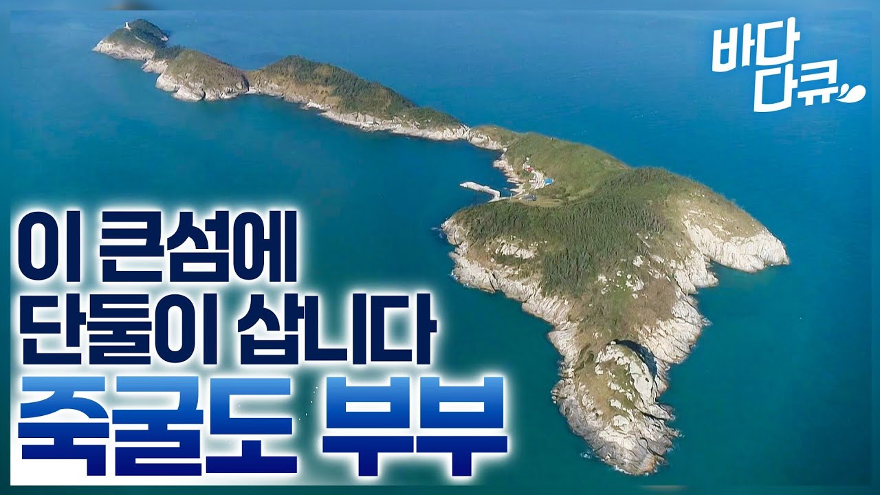 흰 밥만 챙겨 들고 바다로 떠나도 도시에서 맛볼 수 없는 싱싱한 밥상이 뚝딱 / 딱 한 가구만 사는 섬 '죽굴도' / #바다다큐