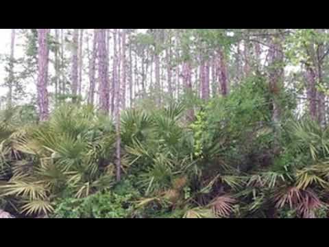 29 Porwyn Lane, Palm Coast, FL home video tour