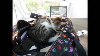 Un sac à main  et  à chat