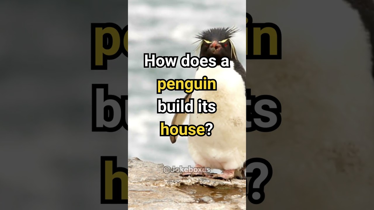 How does a penguin build its house? | Joke 