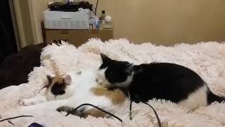 видео Кот и собака в одном доме: как подружить питомцев