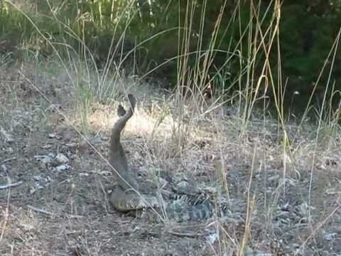 life facebook RattleSnake Dancing 2