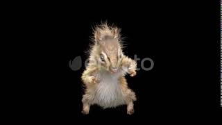 Chipmunk Dancing HD | Motion Graphics - Envato elements