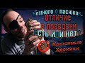 Немного, о пасюках. Отличие от декорашек. Есть, или нет? (Wild Rats | Дикие Крысы)