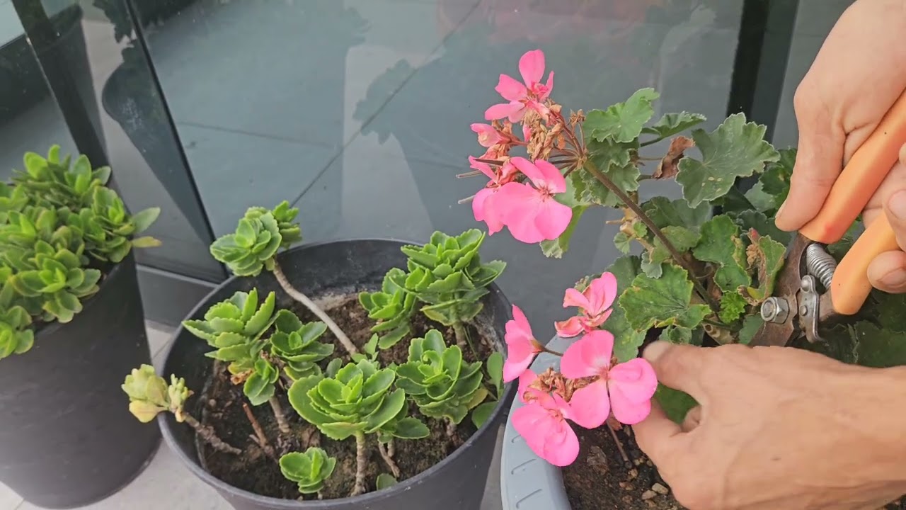 Gül ve muhtelif süs bitkileri budama düzenli bakım besleme 