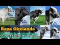 Girolando Cruzes Brasileños Élite. Zootecnista Lilian Cajina