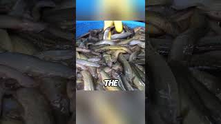 Koreas Cruelest Food Loach Soup