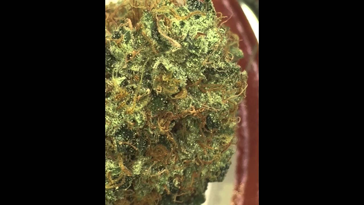 Tahoe OG Kush