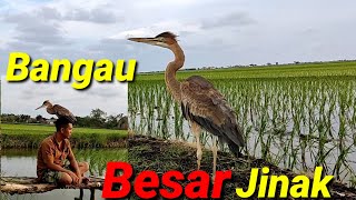 Download Lagu BURUNG DI LINDUNGI JANGAN ASAL PELIHARA, cangak ulo||Purple heron @bayhaqipetualang6664 MP3