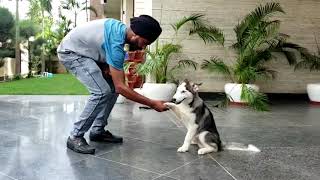 Training Session - Easy Way How to Train | Teach you’re Dog | Puppy to Shake Hands. Bhola Shola Farm screenshot 1