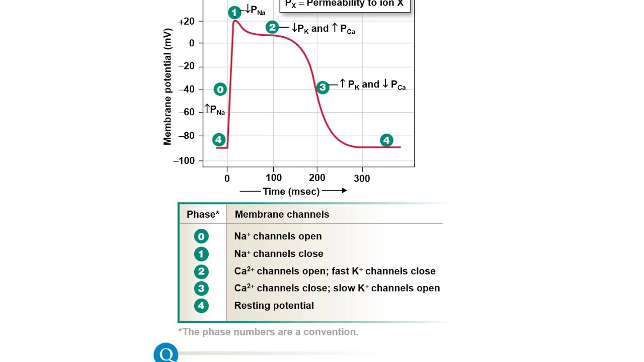 26 - BIOL 330 - Chapter 14b, Part 2 - Cardiac action potentials (there ...