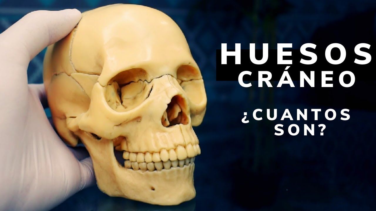 Huesos del cráneo/explicación con cráneo didáctico, image size:1280x720