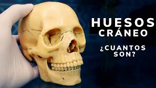 Huesos del cráneo/explicación con cráneo didáctico