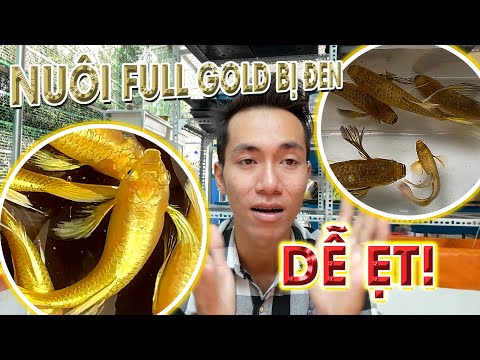 Gold Là Màu Gì - Tại sao nuôi Full Gold lại bị đen thui (Zalo: 0979337955) - Guppy Huy Nguyễn Bến Tre