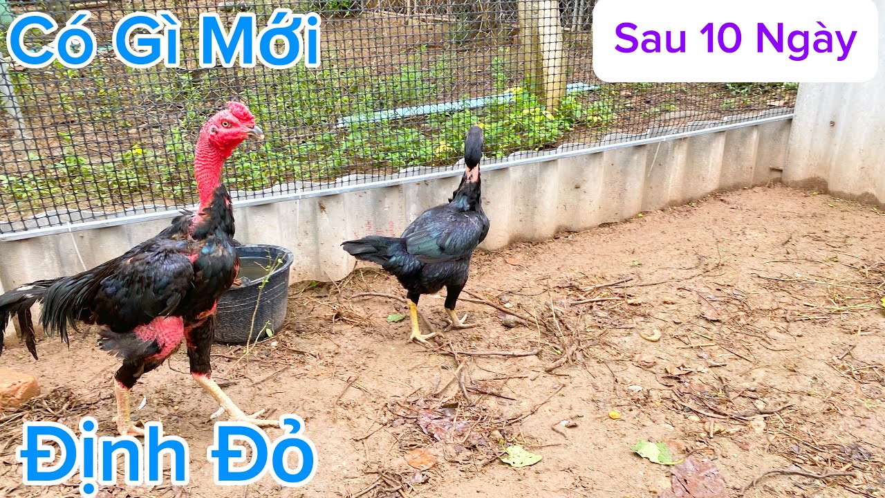 Sau 10 Ngày Trang Trại Có Gì Mới | Định Đỏ 