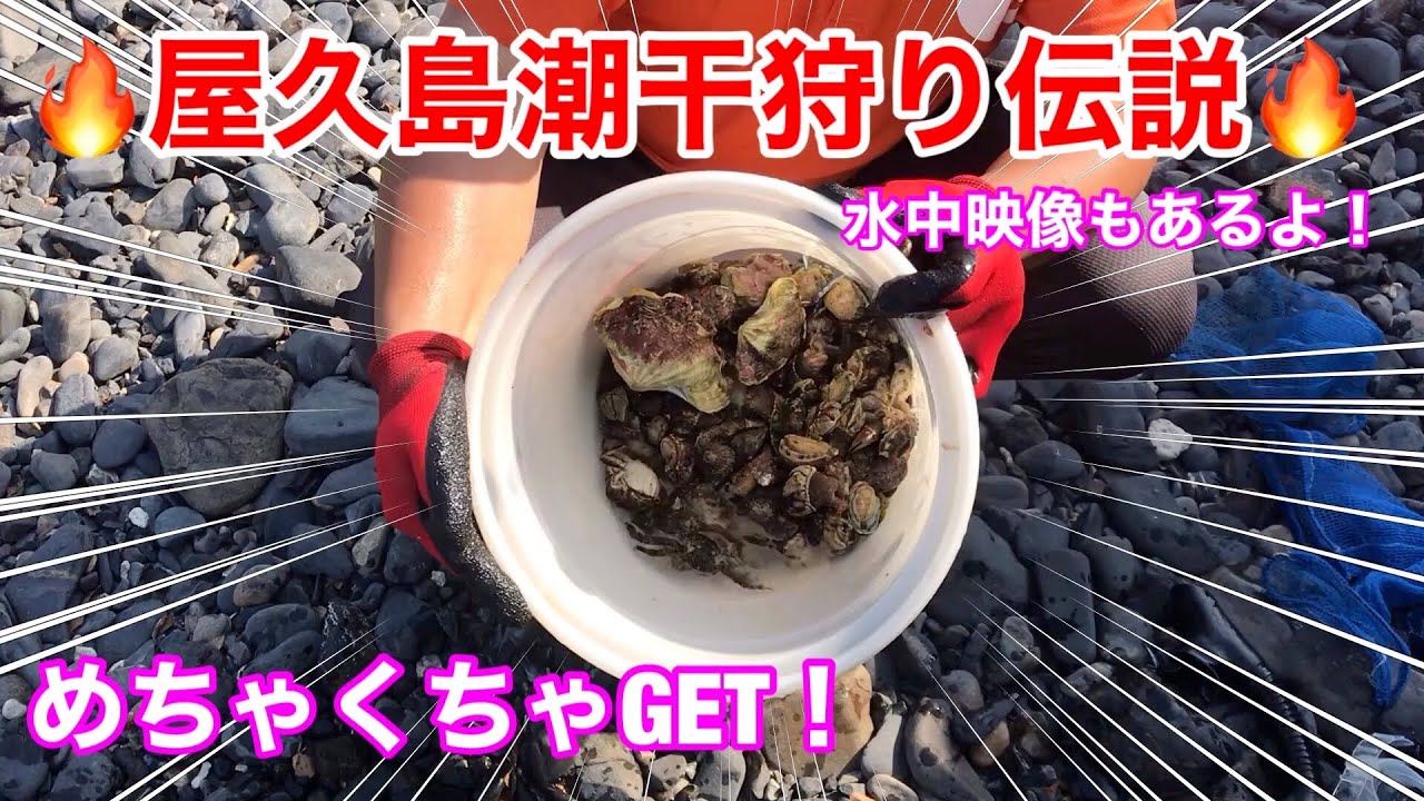 Yakushima] The legend of clamming is back! Get a ton of clams