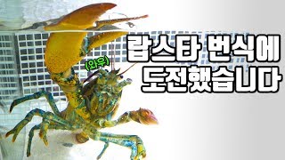 유튜브최초!! 랍스터 번식에 도전해 봤습니다~ [해수인TV]