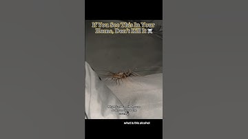 If You See This In Your Home, Don’t Kill It ☠️ #interesting