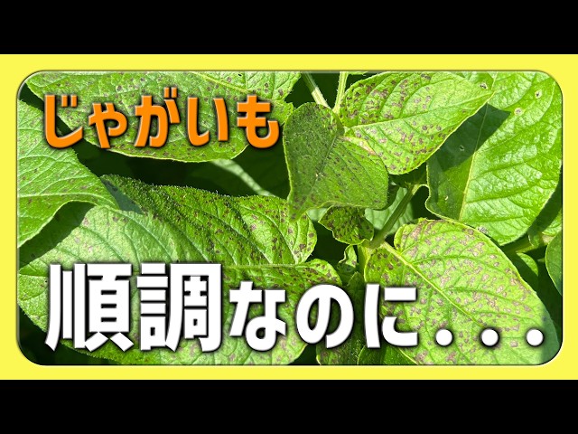 Something's wrong with the potatoes that were growing well Are
