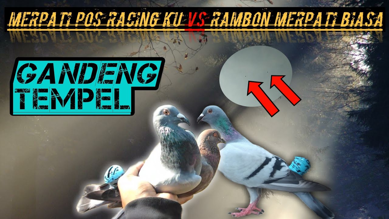 MERPATI POS RACING VS RAMBON MERPATI BIASA || #vlog RENG-RENG VS RAMBON ...