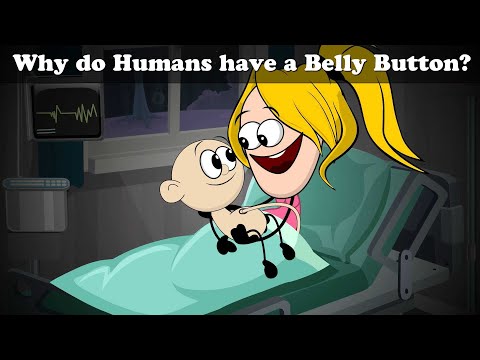 Why Do Humans Have A Belly Button More Videos Chumpum Kids Children Science 