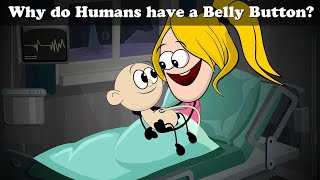 Why do Humans have a Belly Button? + more videos | #chumpum #kids #children #science Wealth