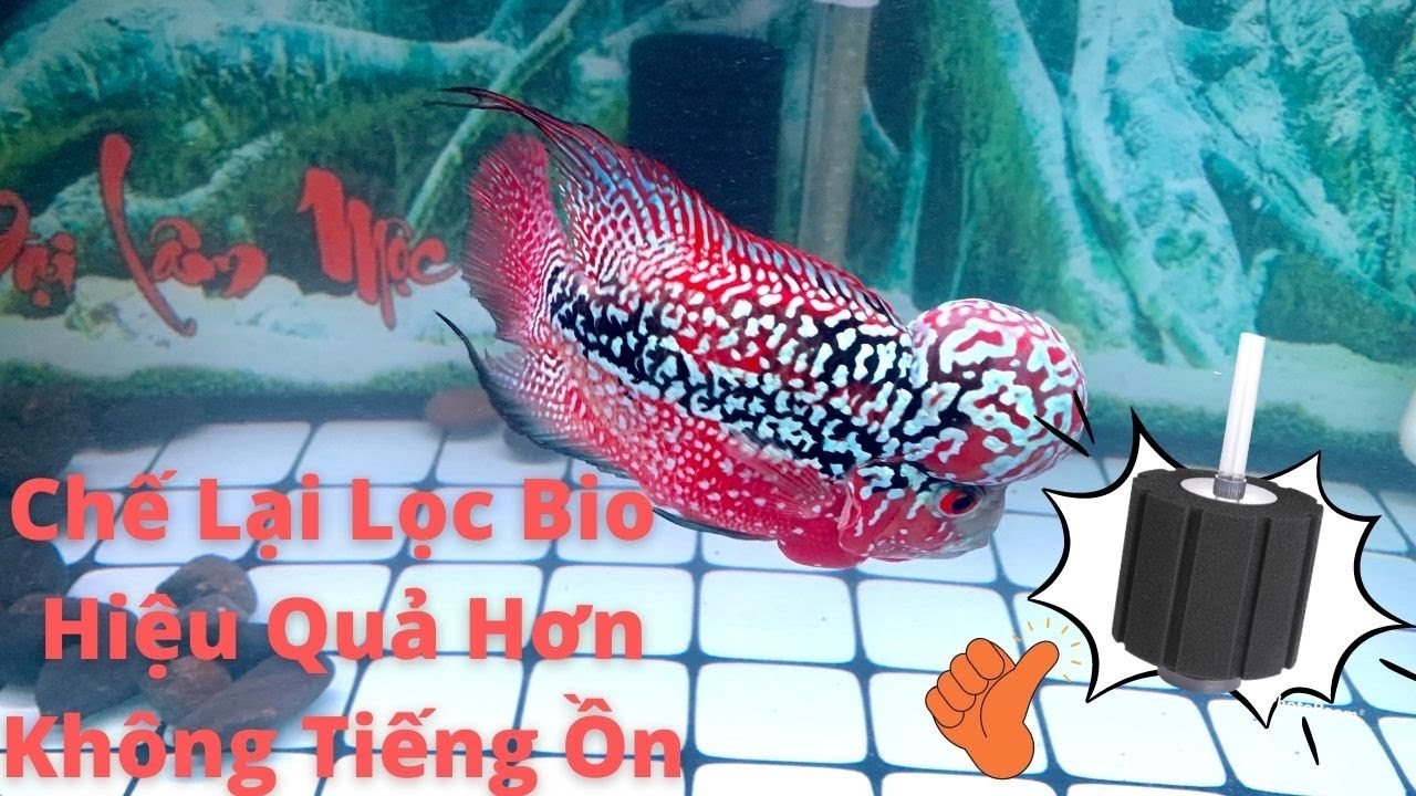 Cải Tạo Lọc Bio Hiệu Quả,Đơn Giản,Không Tiếng Ồn Cho... - youtube