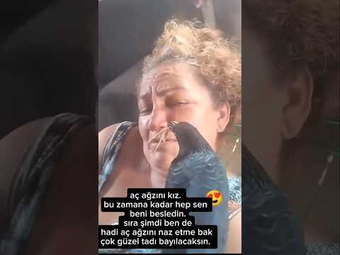 Besleme sırası vefalı kargada kendini büyüten bu Sahibini beslemeye çalışıyor