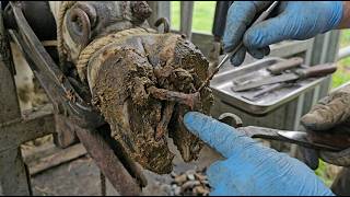 Extreme Cow Hoof Damage 😱 Rusty Nail Removal & Repair Process 🐄 | Cows TV