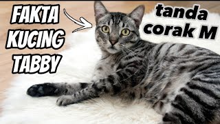 Fakta Menarik Kucing Tabby dan Arti Tanda M di Dahinya