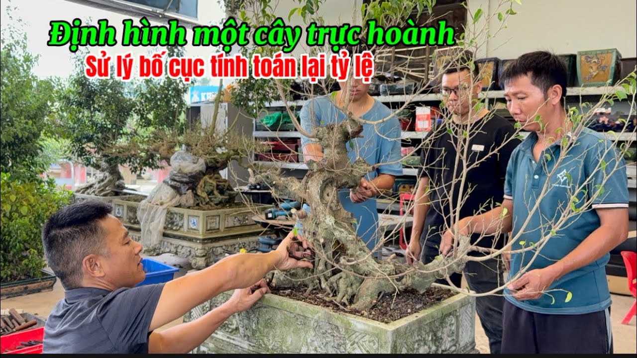 Nam Lê Bonsai | Định hình một cây trực hoành, sử lý bố cục tính toán lại tỷ lệ