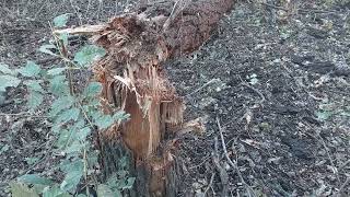 Последствия обстрела леса артиллерийскими снарядами: поломанные деревья и воронки