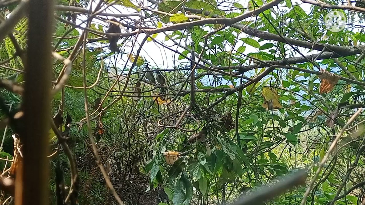 Bẫy đấu chào mào siêu chóe