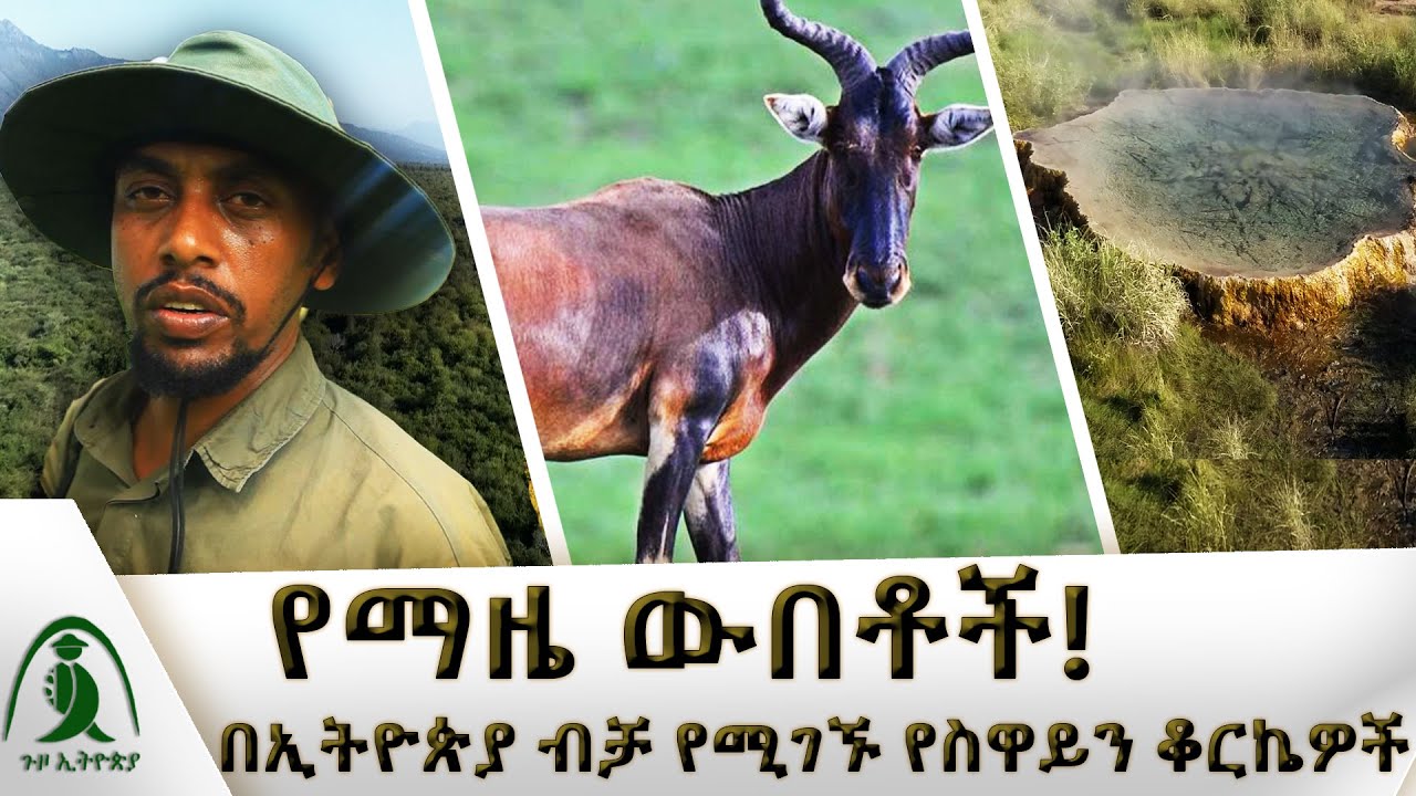 የማዜ ውበቶች! በኢትዮጵያ ብቻ የሚገኙ የስዋይን ቆርኬዎች! Guzo Ethiopia | ጉዞ ኢትዮጵያ|Documentary | ዶክመንታሪ @NBCETHIOPIA