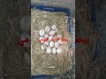 تفقيص بيض الديك الرومي 
