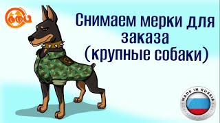 Снятие мерок на комбинезон  для крупных собак.