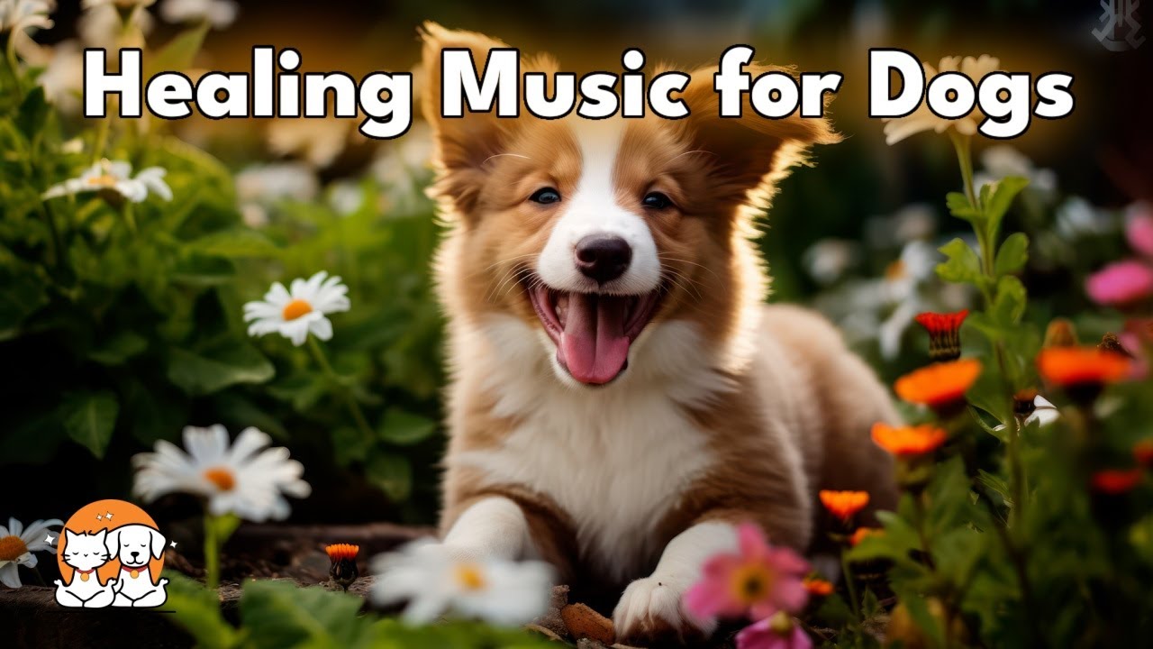 Image showcasing DOGS LOVE THIS Calming Music for Separation Anxiety Relief - YouTube
