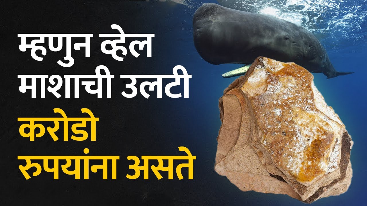 Sperm Whale Vomit म्हणजेच Ambergris प्रचंड महाग आणि बेकायदेशीर असण्यामागे हे आहे कारण | Bol Bhidu