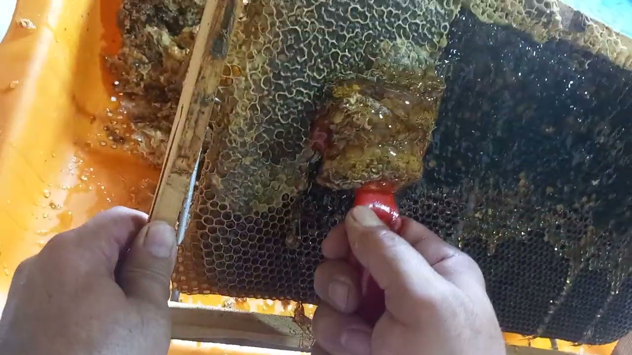 2024 YILI İLK BAL SAĞIMINA BAŞLADIK