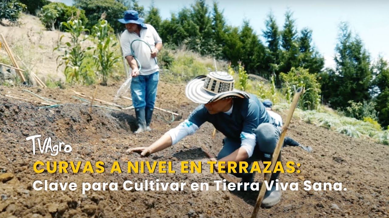 Curvas a Nivel en Terrazas: Clave para Cultivar en Tierra Viva Sana - TvAgro por Juan Gonzalo Angel