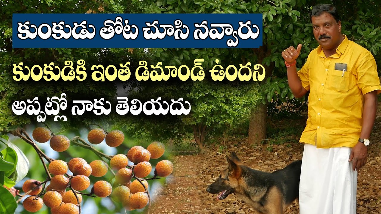 E113 | మన కుంకుడుకి విదేశాల్లోనూ మంచి డిమాండ్‌ ఉంది | Cultivation of Reetha | @GramaBazaar