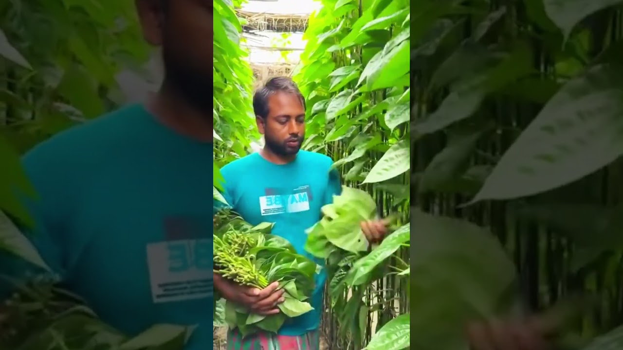 god-level skill of manually harvesting betel leaves 