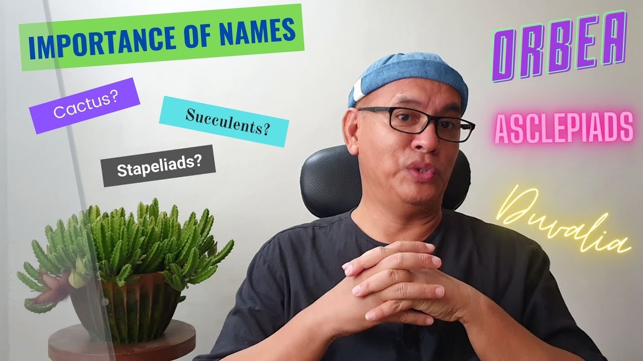 S"thinking" 101 - Stapeliads and Asclepiads