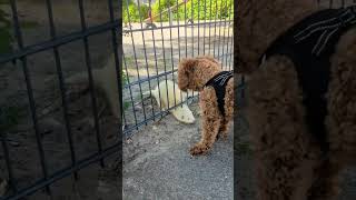 Curious Dog Runs Into a White Ferret