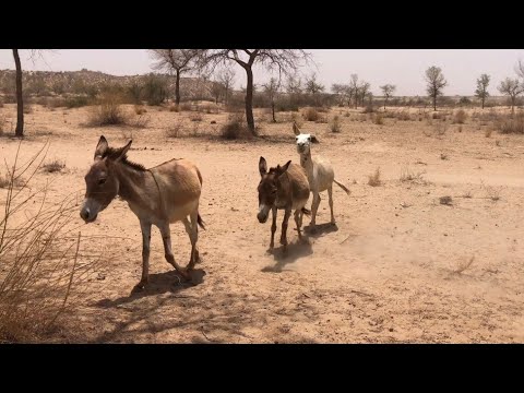 Intense Wild Donkey Behavior: Domination & Fight for Territory in the Desert