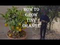 How To Grow Little Dwarf Min Mandarin Orange Fruits Fahamu Kilimo Cha Machungwa Madogo