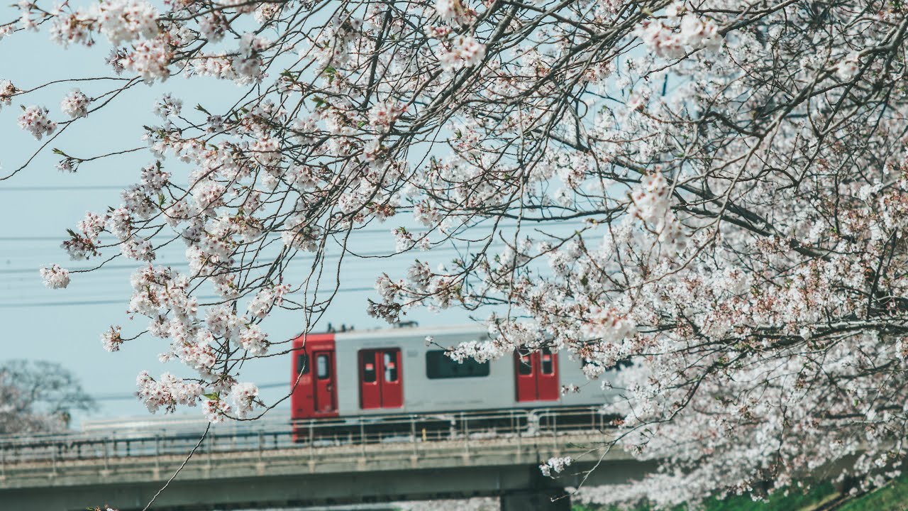 cherry blossoms YouTube