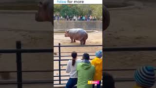 🤣🤪😂💀#ZooFail #ViralShorts#USAviral #UKviral #EuroViral #InternetLaughs #ShortsFeed #TrendingNow #FYP