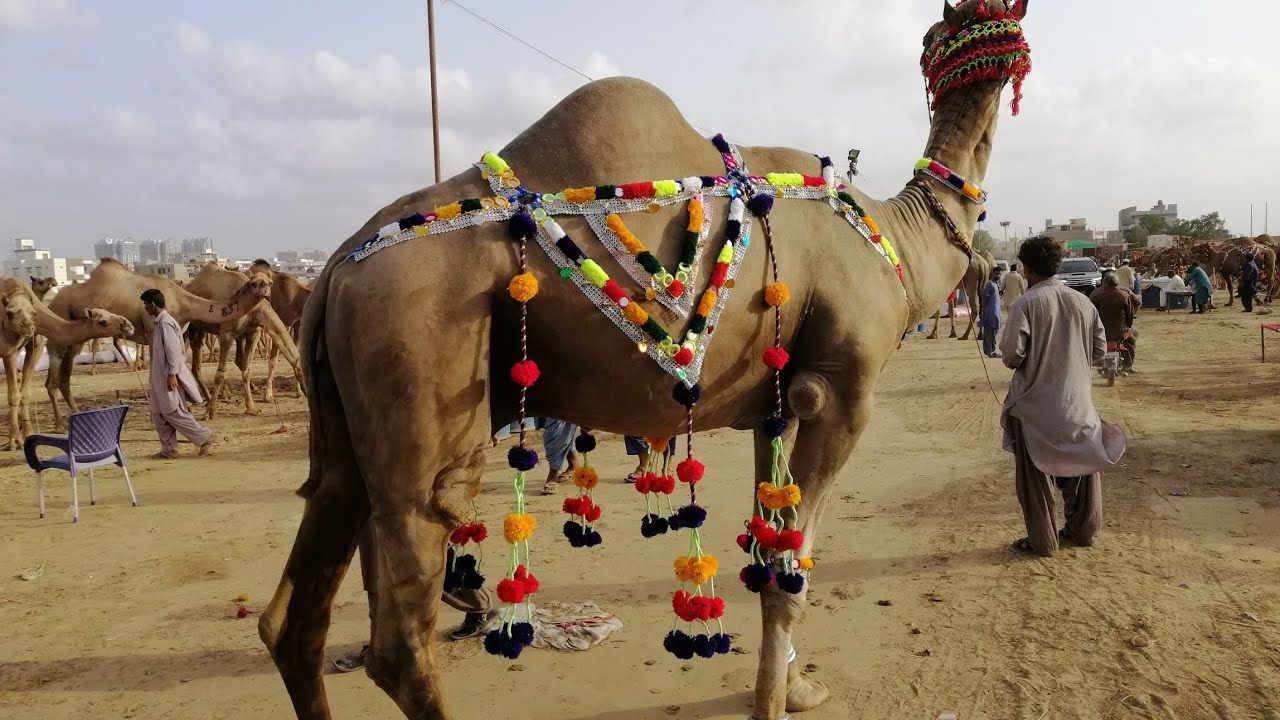Camel mandi 2021
