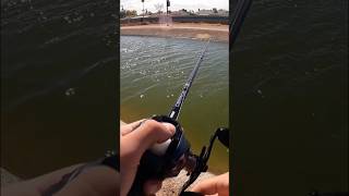 Urban Canal Fishing #fishing